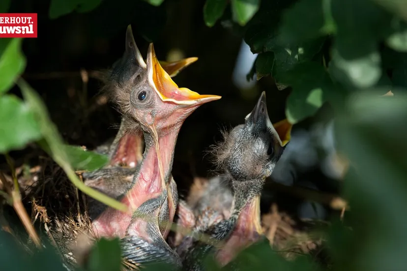 kuikens nest