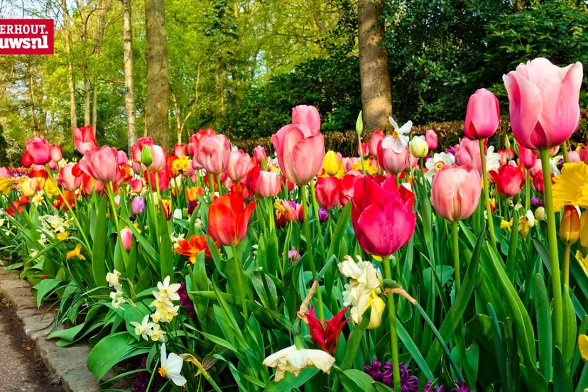 tulpen lente pasen voorjaar