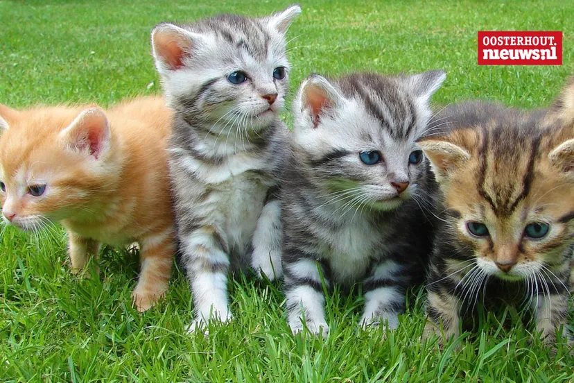 kittens