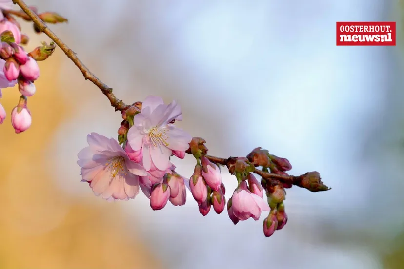 kersenbloesem