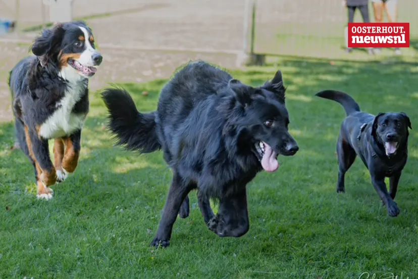 _Dogtraining Patricia