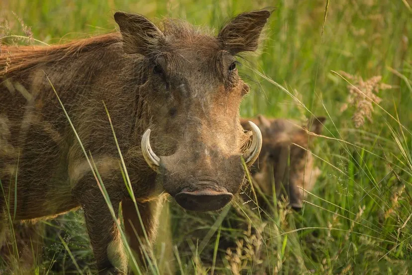 warthog-2801382_1280