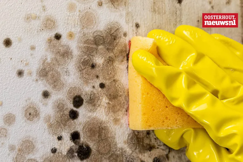 _Schimmel in huis