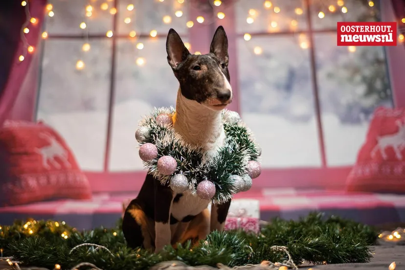 _Mini Bull Terrier kerst