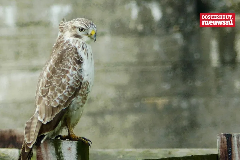 _Buizerd