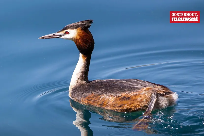 _Fuut watervogel