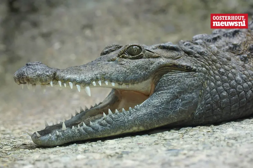 _Krokodil