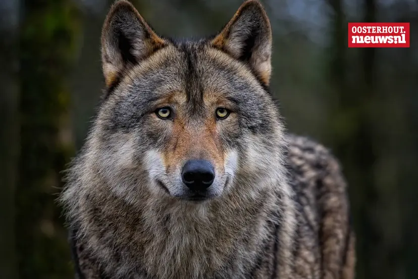 _wolf