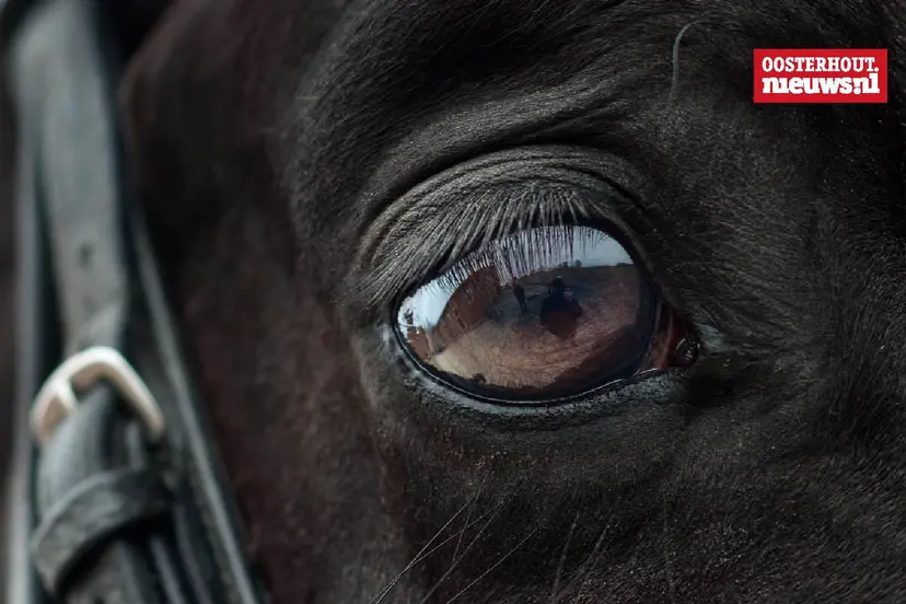 _Paard oog