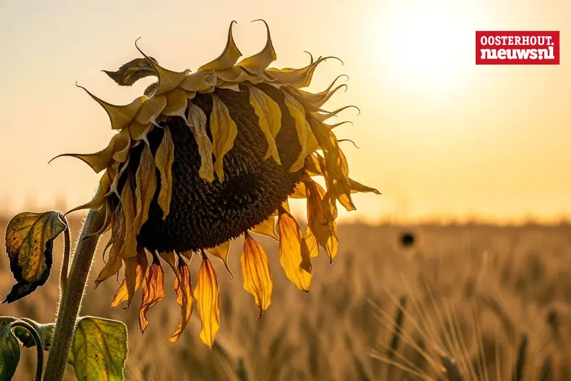 _Zonnebloem hitte