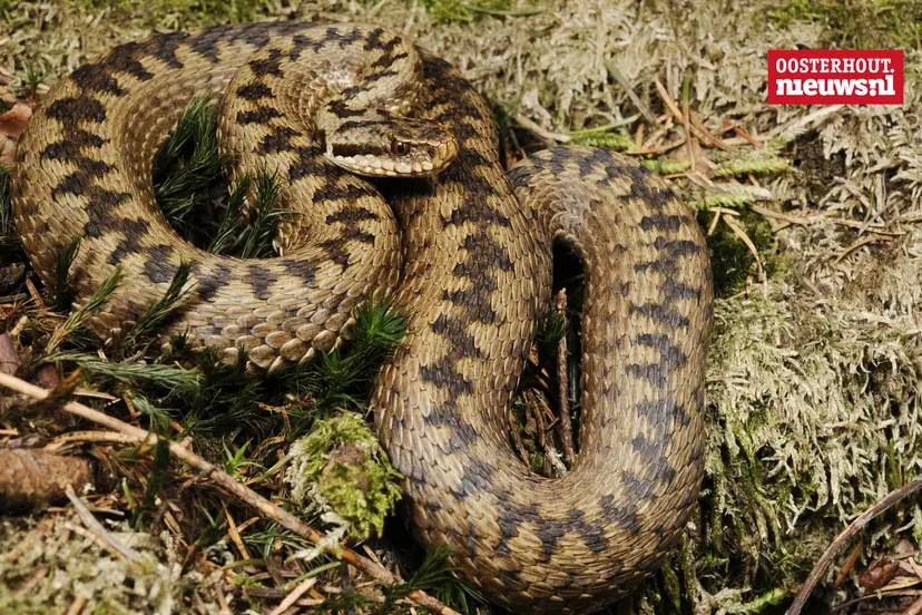 _Adder