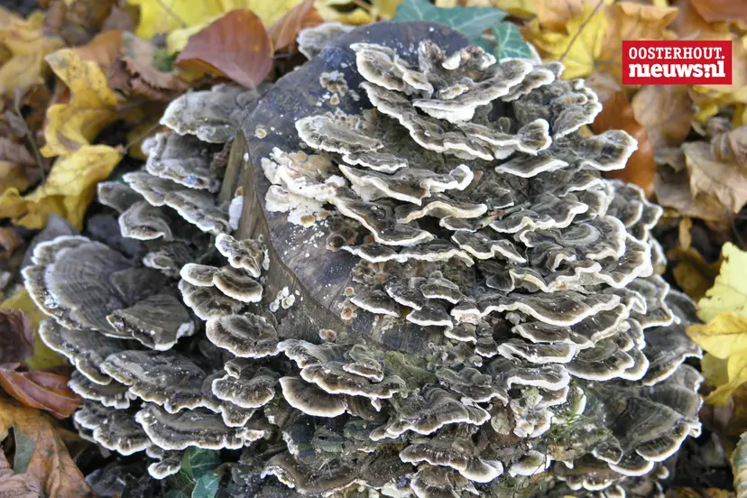_Elfenbankjes paddenstoel