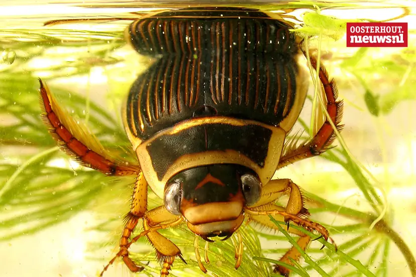 _Geelgerande watertor_