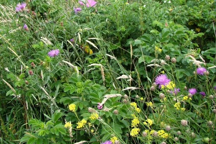 2020 06 30 dpg overzicht 4 klein