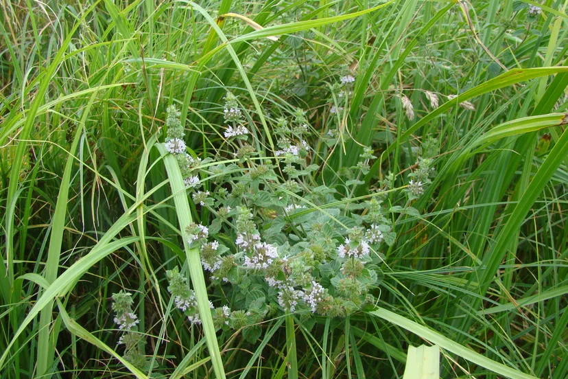 2022 08 27 dpg watermunt bij poel