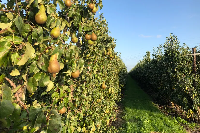 4296 42a1f299f84c374379087ca64541cebf