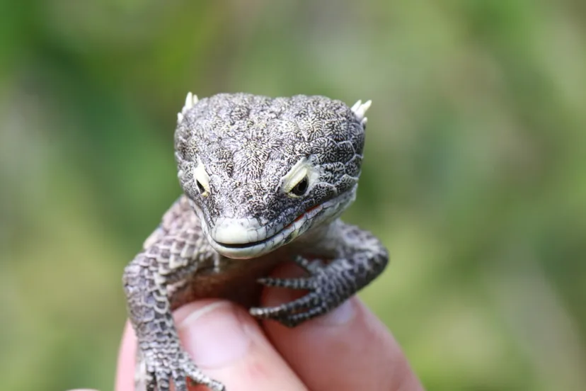 abronia campbelli pnt