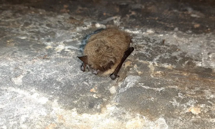 baardvleermuis in ijskelder doorwerth 3 1024x498