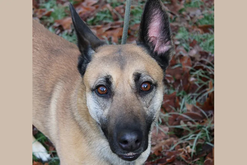 bep dierentehuis arnhem en omstreken
