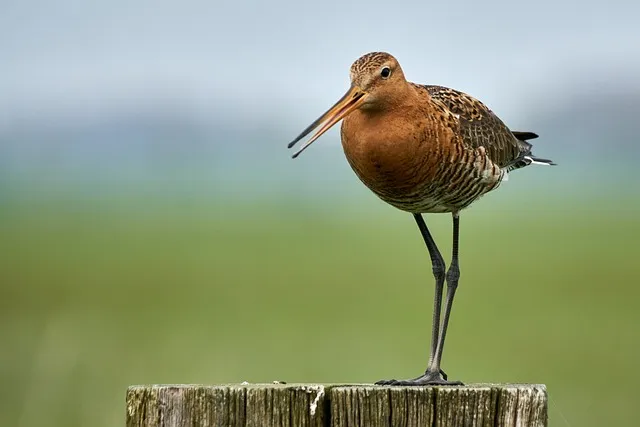 black tailed godwit gf11e4b42d 640