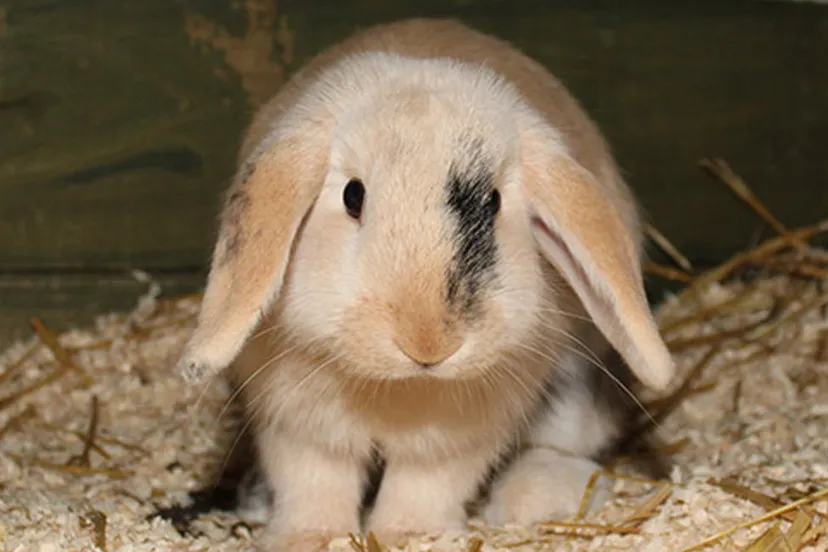 bonnie konijn dierentehuis arnhem en omstreken