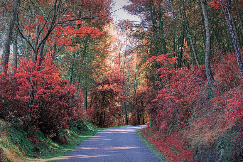 bosweg vroege herfst josep monter martinez pixabay