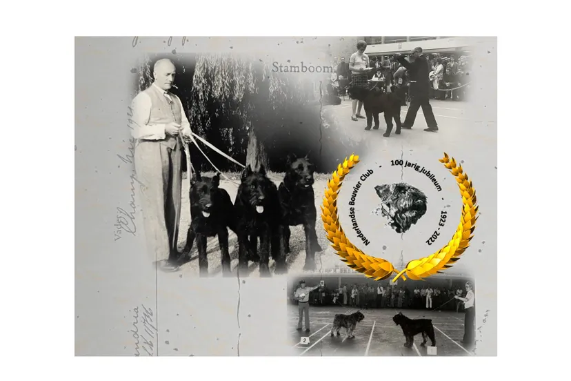 bouvier des flandres