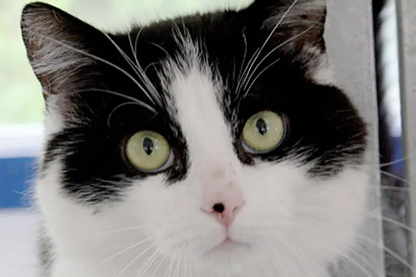 carlo dierentehuis arnhem en omstreken