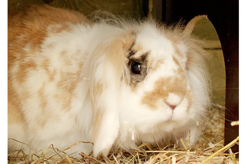 casper dierentehuis arnhem en omstreken