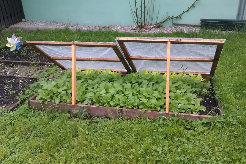 cold frame spring in the garden garden bed of salad vegetable patch salad vegetables 1022094jpgd