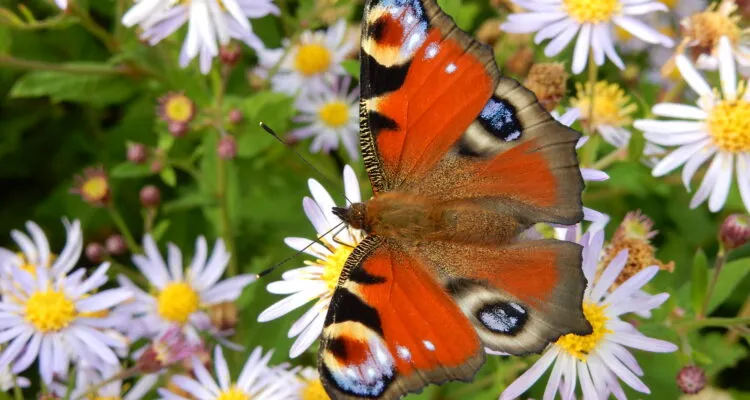 dagpauwoog kars veling 750x400 1