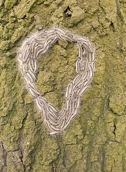 de eikenprocessierups1