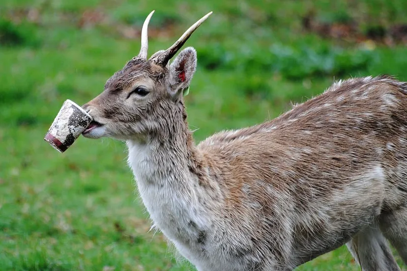 deer animals wildlife human influence