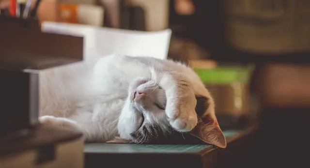 delyth williams via pixabay