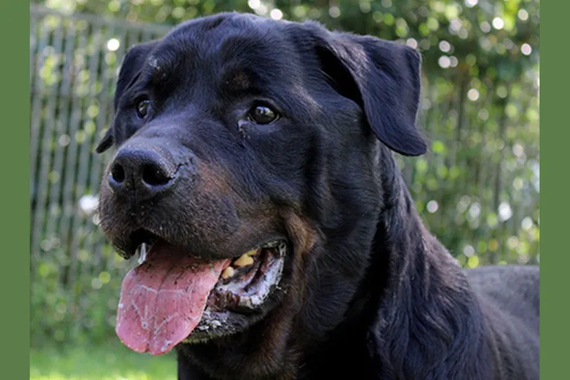 djinn dierentehuis arnhem en omstreken