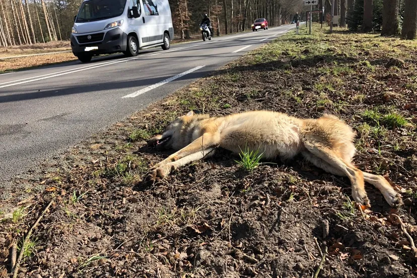 dode wolf n224 ede blur