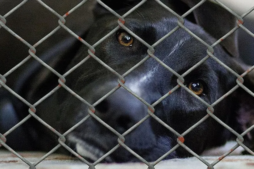 dog animal shelter animal husbandry animal world fence wire mesh fence caught exposed cruelty to animals