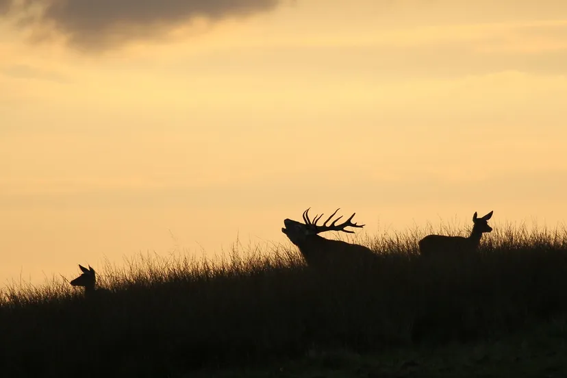 edelhert burlen patrick rooijen pixabay