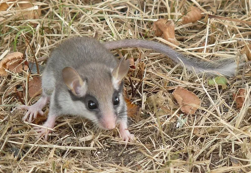 eikelmuis jack ma cc by sa 30 wikimedia