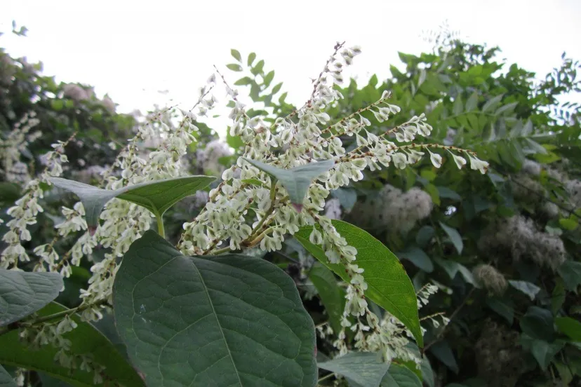 fallopia japonica japanese knotweed wildflower flora plant botany species blossom 710437jpgd