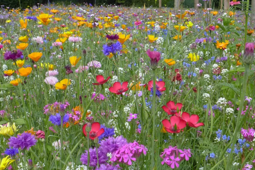 flower meadow farbenpracht summer summer flowers color nature beauty flowers 1120565jpgd
