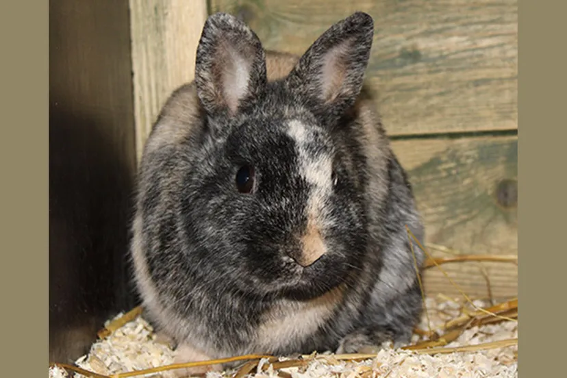 frogger dierentehuis arnhem en omstreken