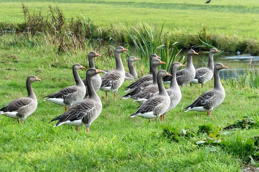 ganzen elsemargriet pixabay