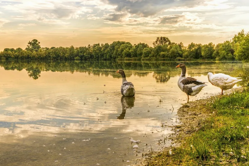 geese lake waterfowl nature water goose bank landscape 1442483jpgd