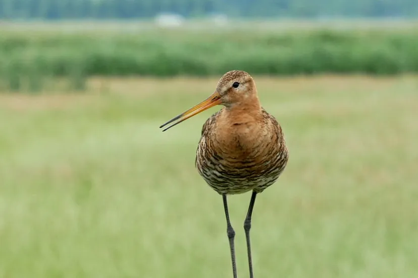 grutto