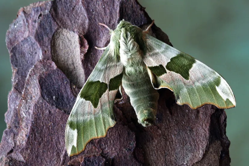 haviksmot illuvis pixabay