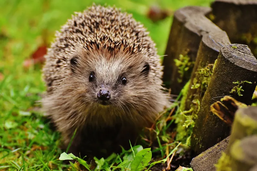 hedgehog child young hedgehog hedgehog animal spur nature garden mammal 399267jpgd