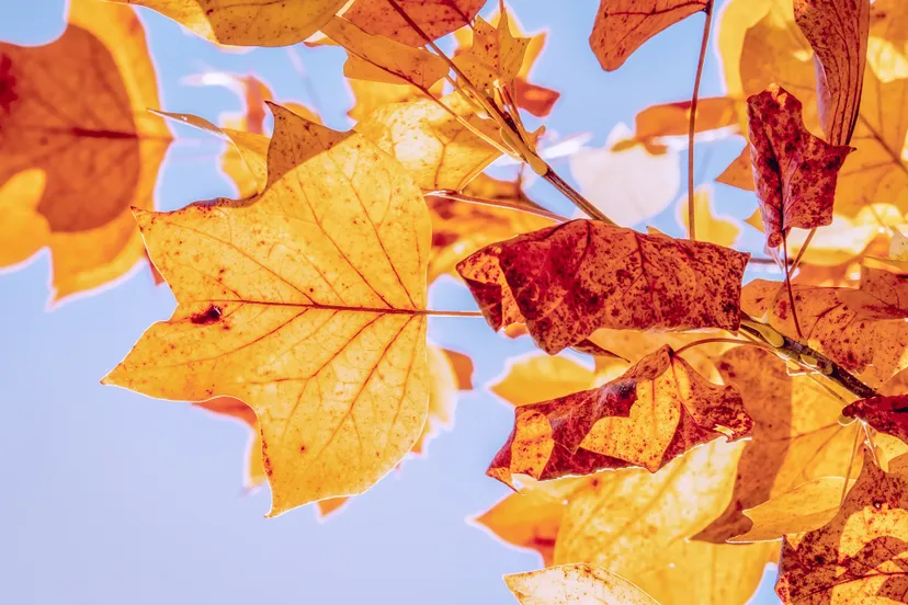 herfstbladeren couleur pixabay