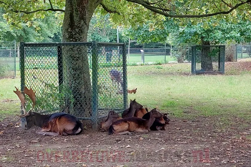 hertenkamp galamapark elst