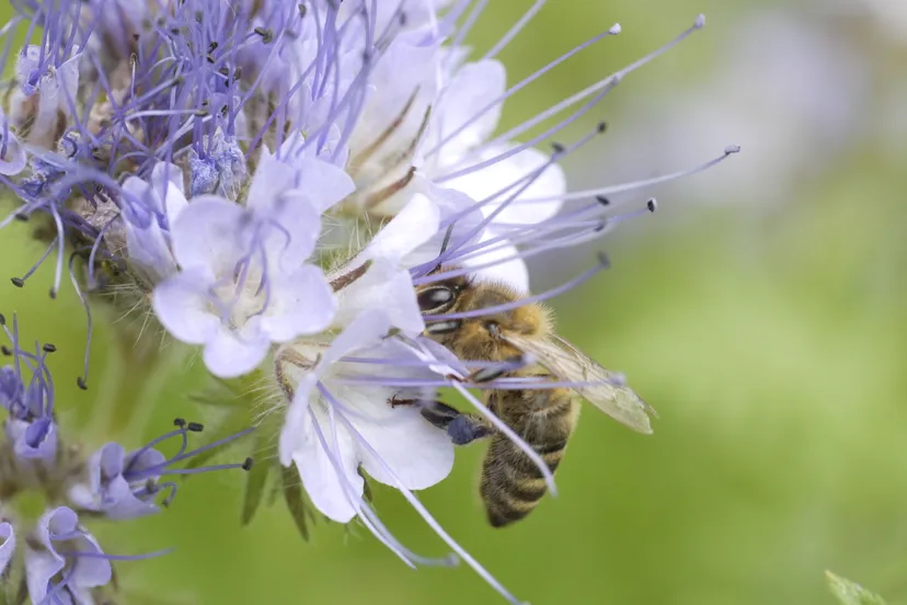 honingbij op phacelia nvb